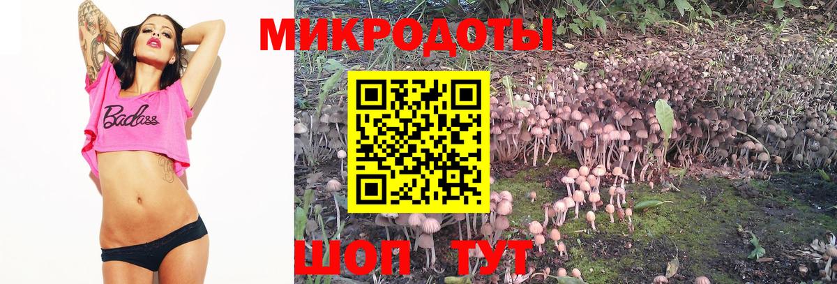 Псилоцибиновые грибы Cubensis Георгиевск